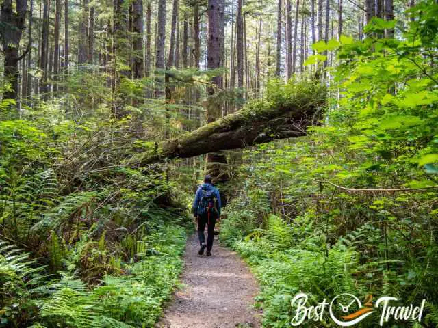 The path passes under a fallen tree.