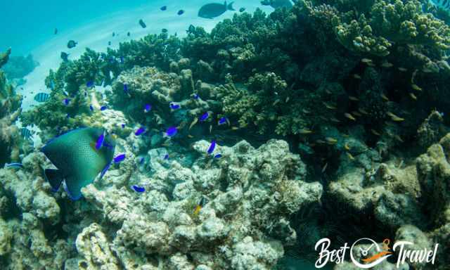 Different colourful fish species