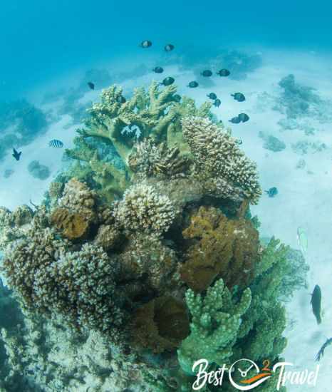 A huge colourful coral and fishes