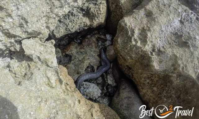 A moray eel hiding under rocks at low tide.