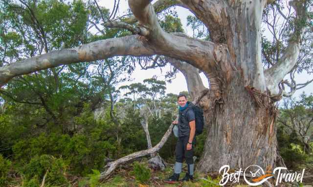 An old and big eucalyptus tree and a hiker in front of the tree.