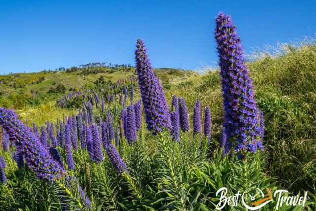 The pride of Madeira along the winding roads to Pico Arieiro