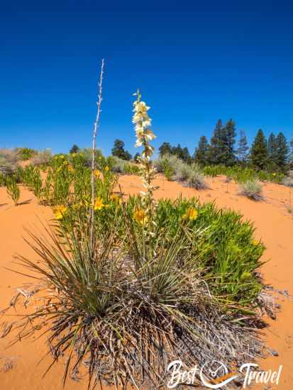 A special type of Utah plant in bloom