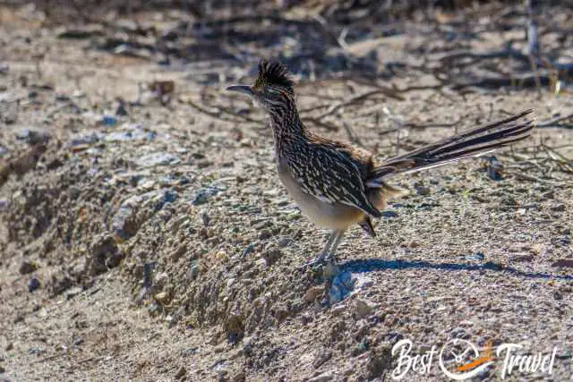 A roadrunner male on the sand in the desert