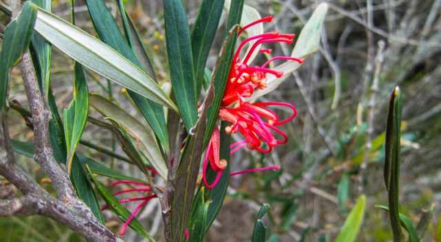 Banksia scrub