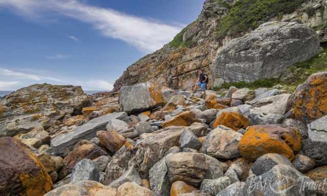 A hiker on the rocky trail all rocks are covered with orange lichen