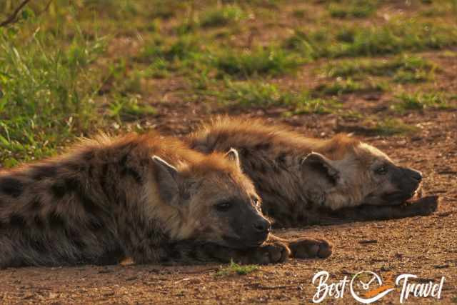 Hyenas laying on a gravel path at sunset.