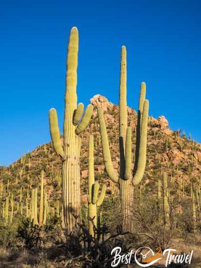 Massive and tall saguaros with several arms.