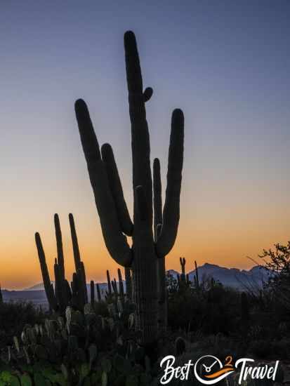 Massive saguaros at sunset.