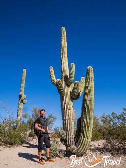 A visitor next to a saguaro three times the size