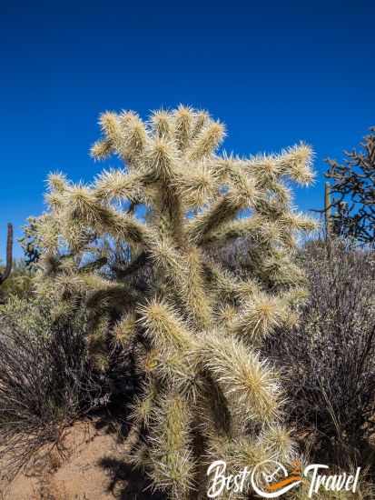 Picture of a cacti taken from the sandy ground up.