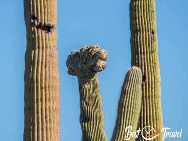 A crested saguaro plus others