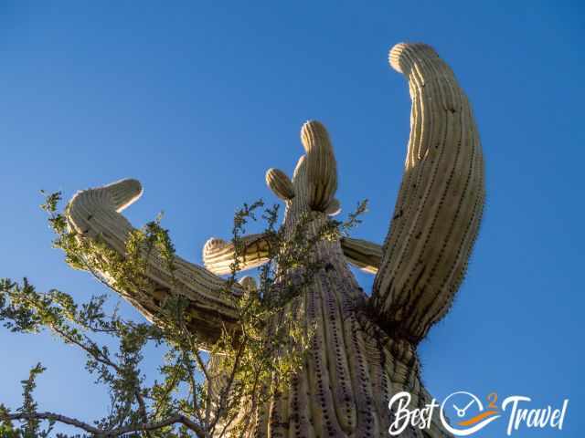 The view from the bottom up to a huge saguaro.