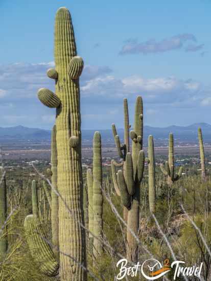 Older saguaros and a residential area in the background.