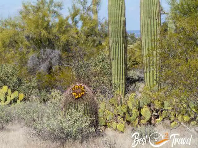 Different cacti species, shrubs and saguaros.