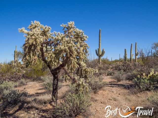 Plenty of different cacti and saguaros.