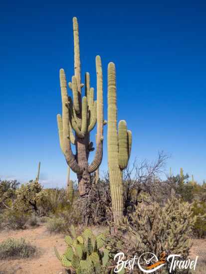 An old saguaro with more than 20 arms.