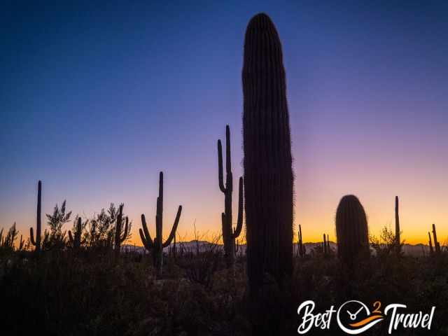 the magic atmosphere at sunset with saguaros and the Tucson Mountains.