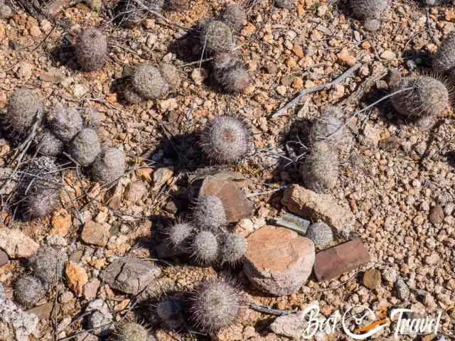 Little cacti on the ground.