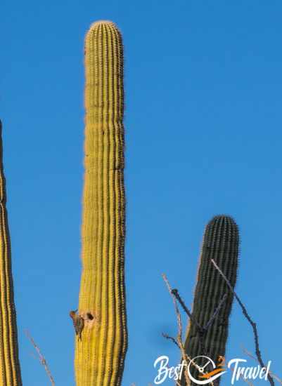 A woodpecker at the hole at a huge saguaro.