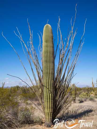 A huge saguaro without arms in front of an ocotilla.