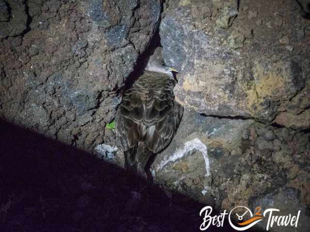 Cory's Shearwaters