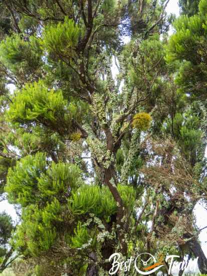 A tree full of mosses and lichen