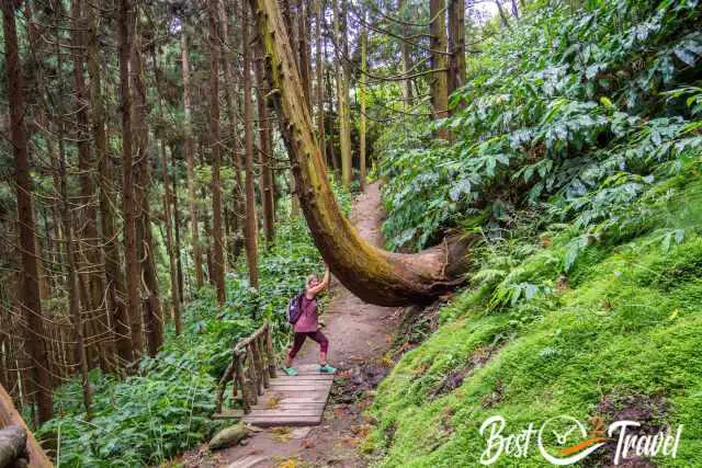 A woman and a fun picture "trying" to hold a crooked tree.