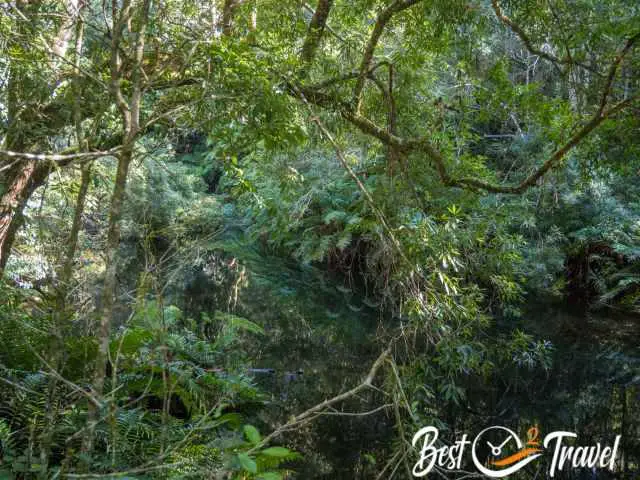 The thick Knysna Forest.