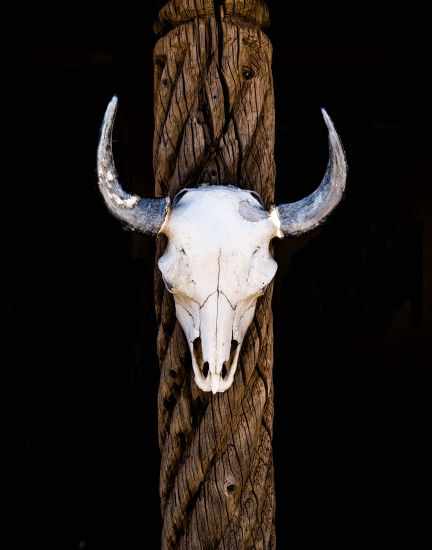 Skull at an Indian Shop