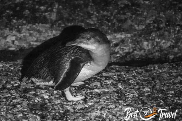 A little blue penguin on the rocks at night