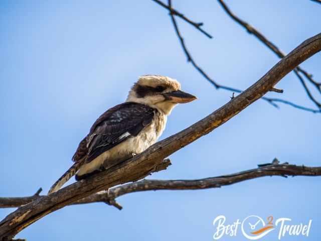 Kookaburra in a tree