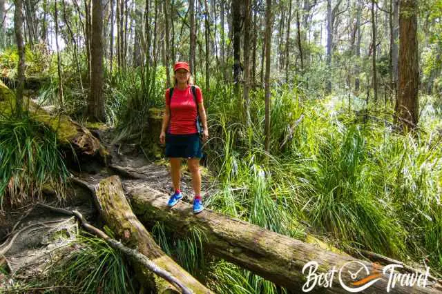 A female hiker on the Cape Raoul track balancing on a trunk.