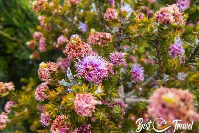 A shrub with pink flowers in November.