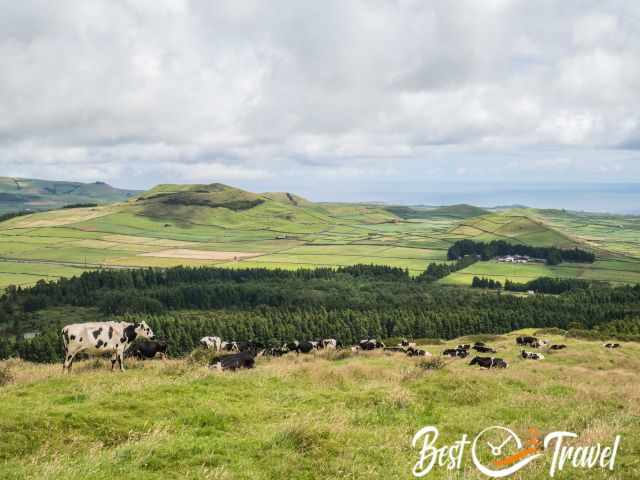 Cows on a meadow and grass covered craters in the back.