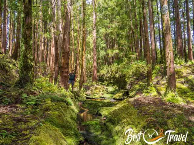 A hiker in the forest next to the creek with little water.