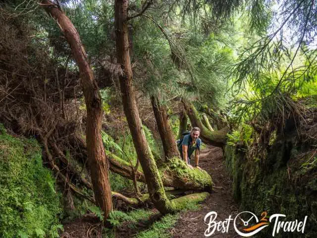 A hiker behind one cypress tree to see the immense size of the trees.