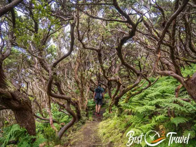 A hiker in a forest where all trees are crooked and slanted