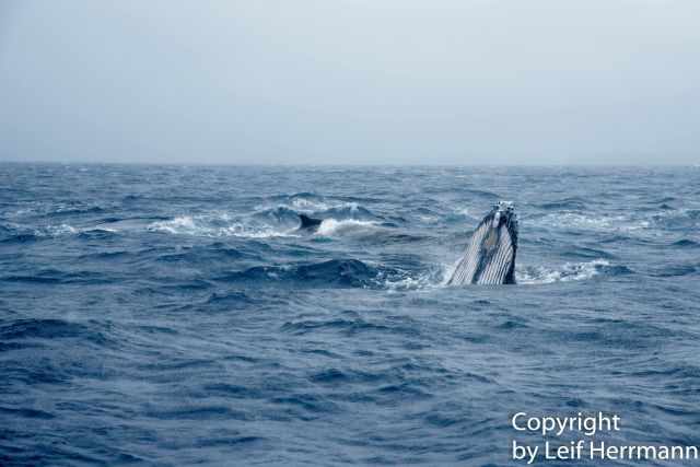 Humpbacks coming out of the water with their head