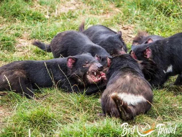 A group of Tasman Devils feeding on a possum.