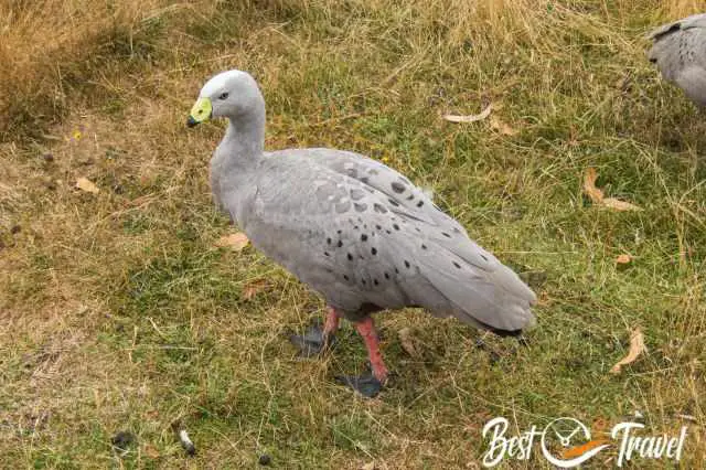 Cape Barren Geese