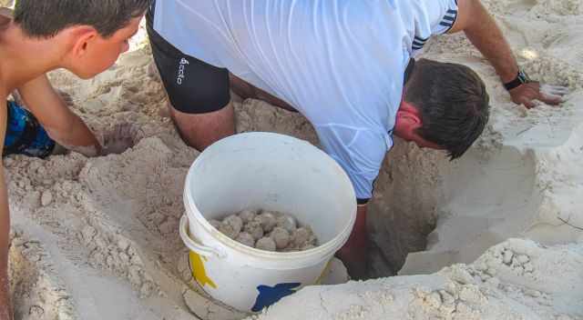 The turtle hole is pretty deep to get out the eggs.