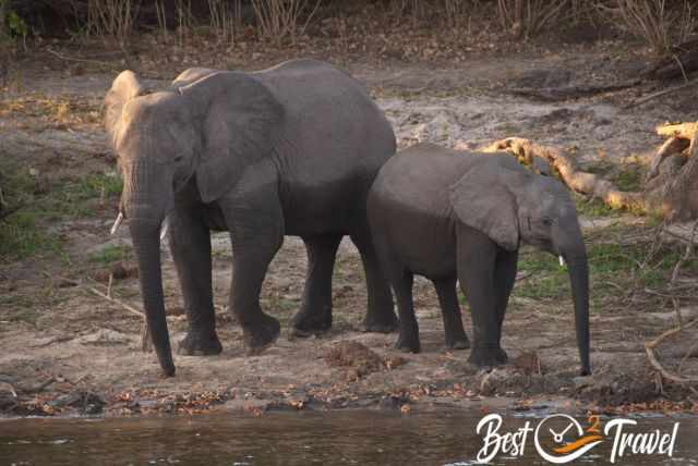 Elephants during the cruise on Zambesi River