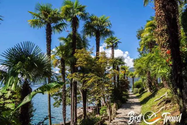 The palm garden of the hotel Villa Porta