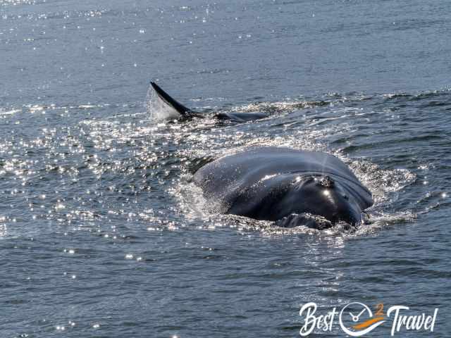 Southern Right Whales female and newborn.